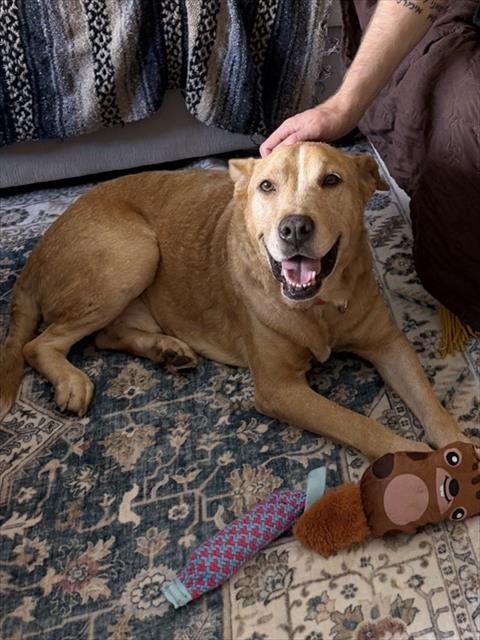 BOBO - Labrador Retriever available for adoption