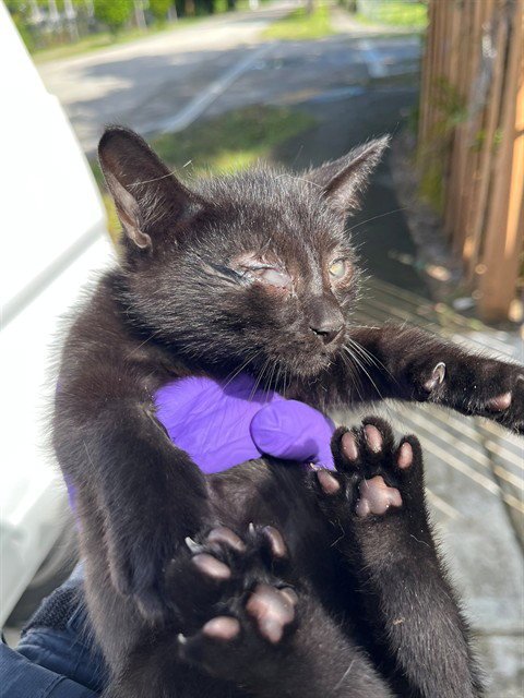 M&M - Domestic Long Hair available for adoption