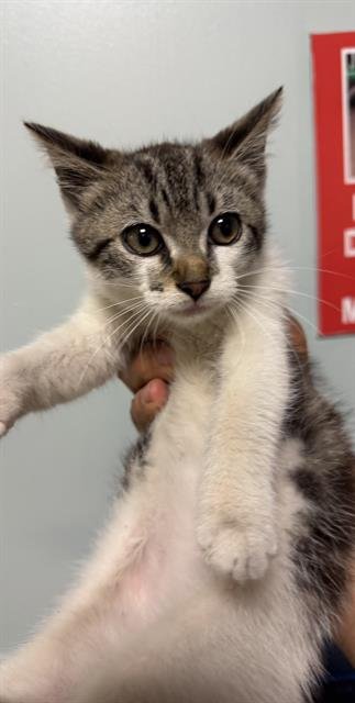 BIRDIE - Domestic Short Hair available for adoption