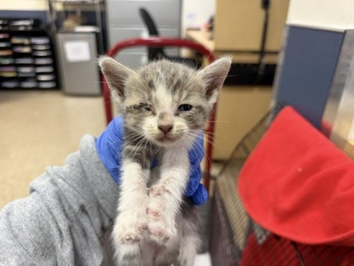AUZANA - Domestic Short Hair available for adoption