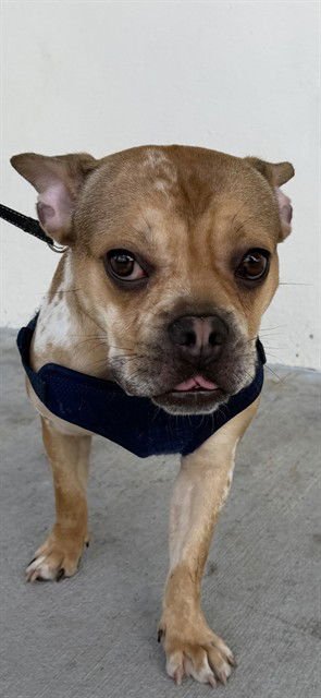 TOBY - French Bulldog available for adoption