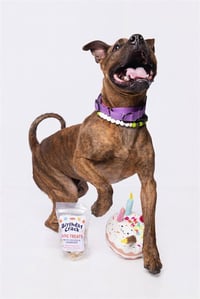 REX - Photo 1