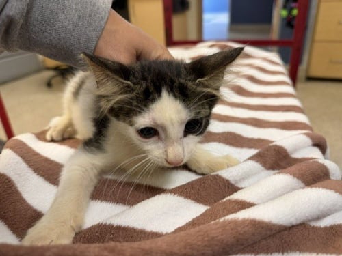 ASPEN - Domestic Short Hair available for adoption