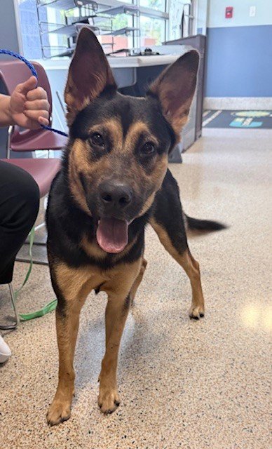 ZEUS - German Shepherd Dog available for adoption
