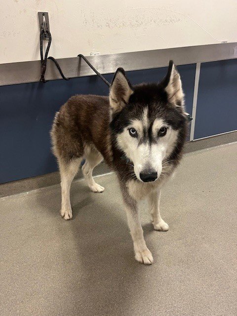 DUSTIN - Siberian Husky available for adoption