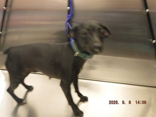 BUGS - Chihuahua available for adoption