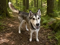 BALTO - Photo 1