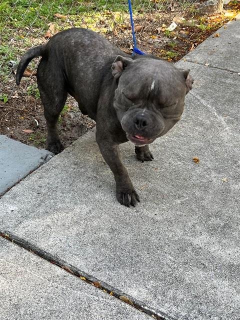 ONYX - English Bulldog available for adoption
