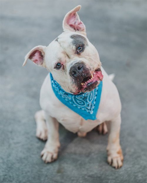 COCO - American Bulldog for adoption in Miami