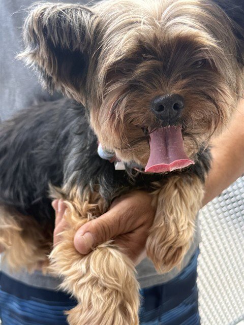 CHANEL - Yorkshire Terrier Yorkie available for adoption