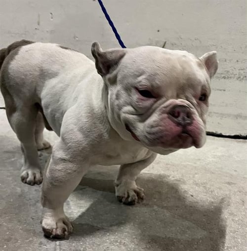 ROCKY - English Bulldog available for adoption