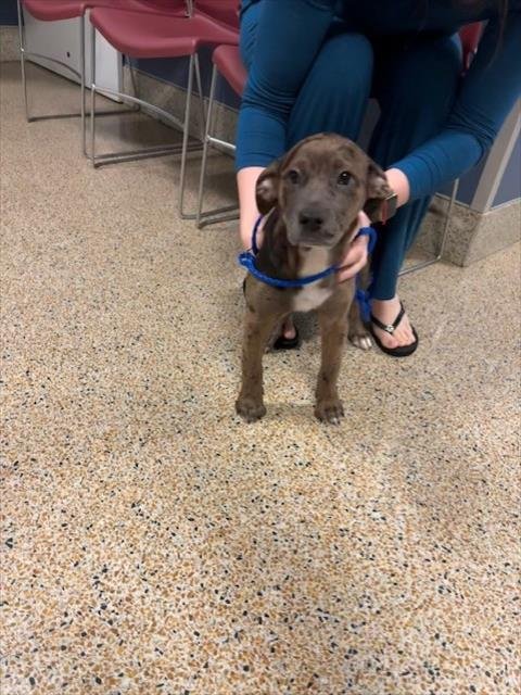 LUNA - Catahoula Leopard Dog available for adoption