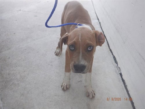 HAILEY - American Bulldog available for adoption