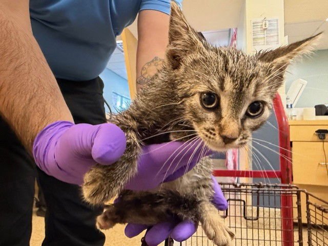 BOBBI - Domestic Short Hair available for adoption