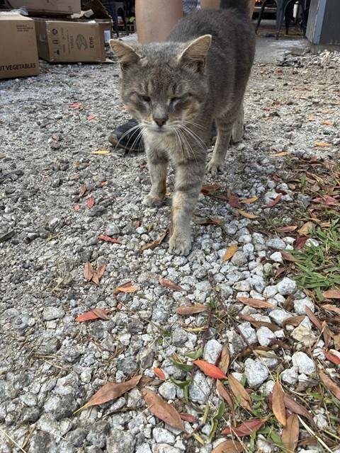 MISU - Domestic Short Hair available for adoption