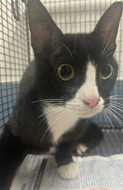 BROWNIE - Domestic Short Hair available for adoption