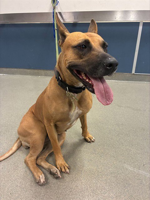 NOODLE - Belgian Shepherd Malinois available for adoption