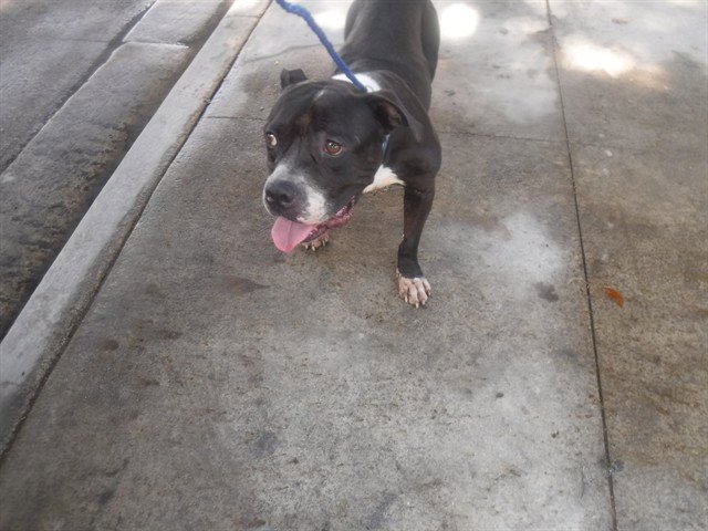 REX Image