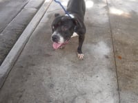 REX - Photo 1