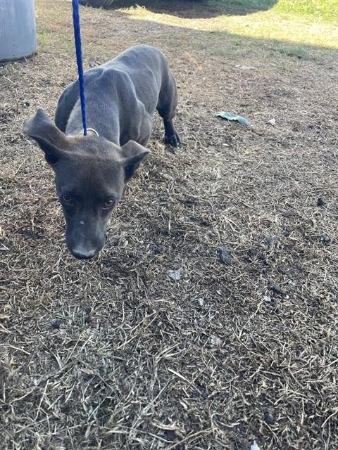 COCO - Belgian Shepherd Malinois available for adoption