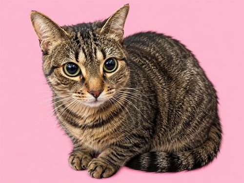 BUOY - Domestic Short Hair available for adoption