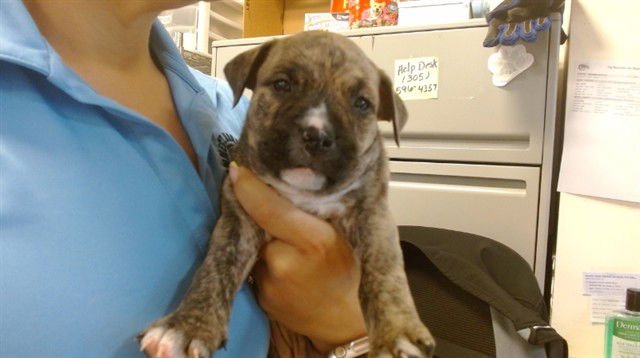 ZIVA - Dogo Argentino / Presa Canario available for adoption