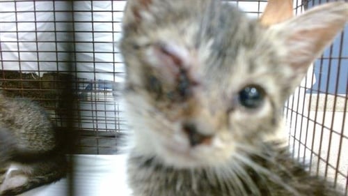 PUDDING - Domestic Short Hair available for adoption