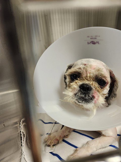 ROLCY - Shih Tzu available for adoption