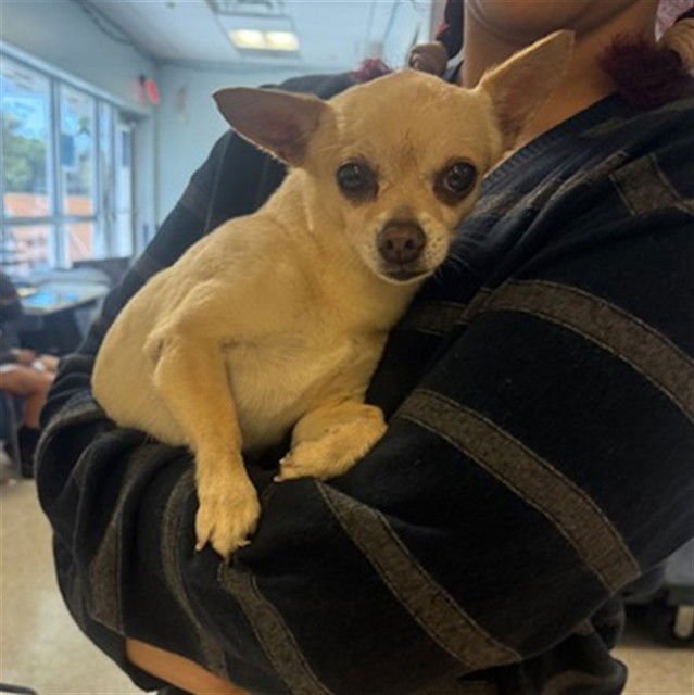 TACO - Chihuahua available for adoption