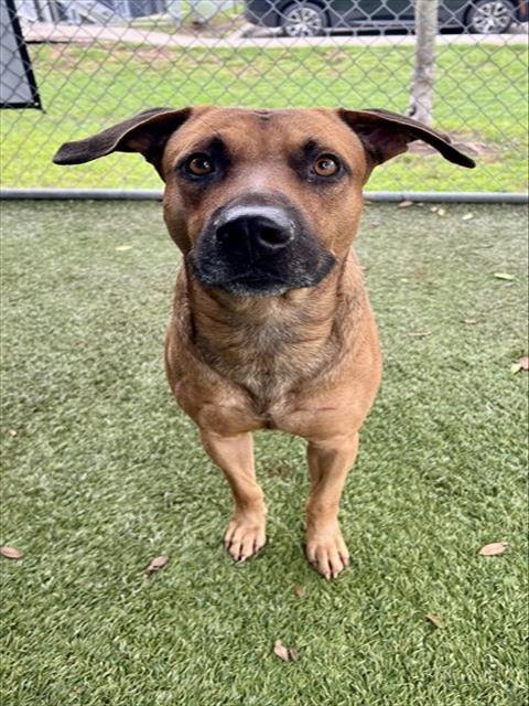 CURRY - Black Mouth Cur available for adoption