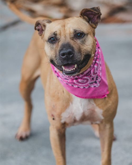 KRISTINA - Labrador Retriever available for adoption