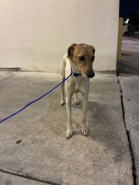 AGATHA - Labrador Retriever available for adoption