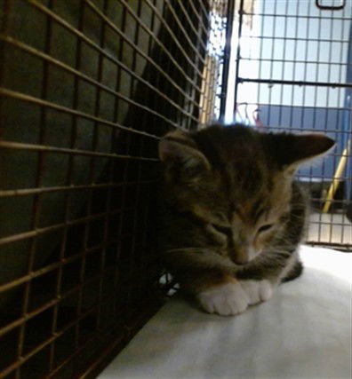 BABY - Domestic Short Hair available for adoption