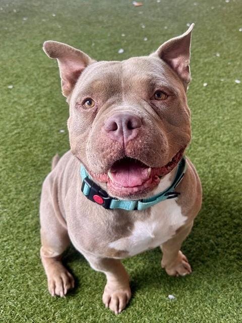 ZEUS - American Bulldog available for adoption