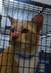 CHEESEBALL - Photo 1