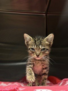 BENEDICT - Domestic Short Hair available for adoption