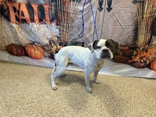 CHAUNCEY - American Bulldog available for adoption