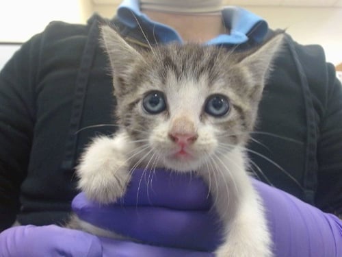 HELIOS - Domestic Short Hair available for adoption