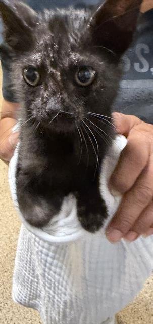 MANGO - Domestic Short Hair available for adoption