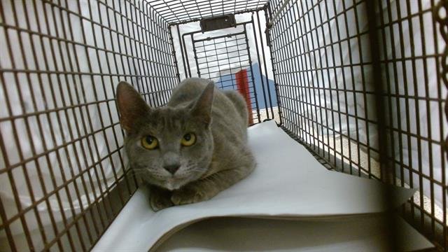 BETTY - Domestic Short Hair available for adoption