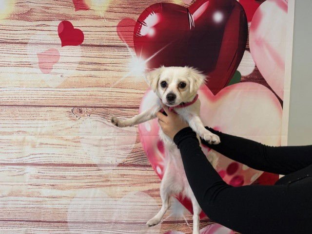 BEA - Chihuahua / Papillon available for adoption