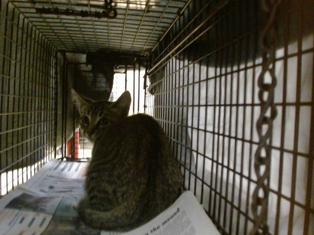 SNUFFLE - Domestic Short Hair available for adoption