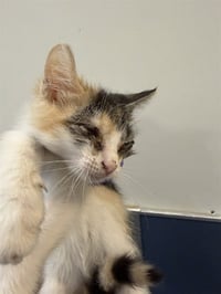 NALA - Photo 1