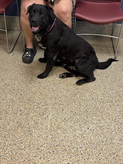 LAILA - Labrador Retriever available for adoption