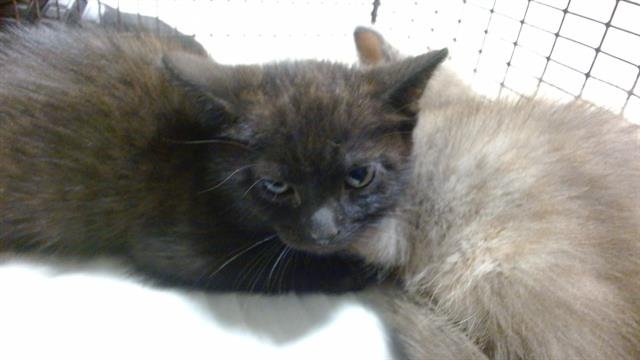 CHILLY - Domestic Short Hair available for adoption