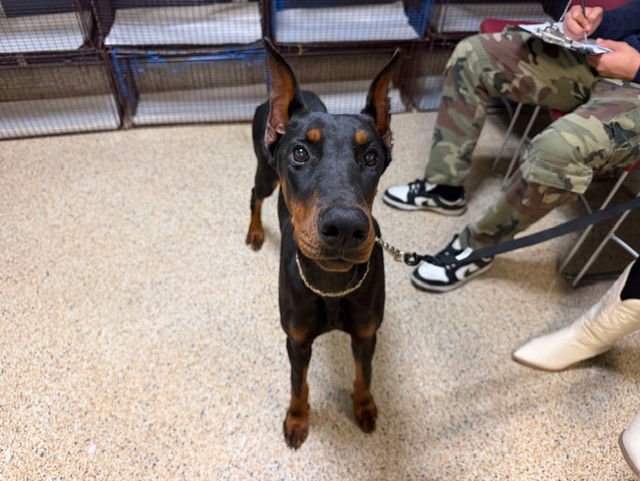 BELLA - Doberman Pinscher available for adoption
