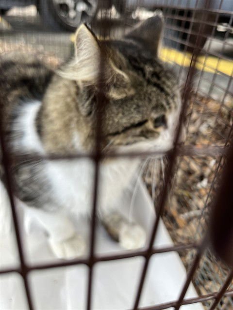 BLUE - Domestic Long Hair available for adoption