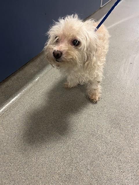BELLA - Poodle (Miniature) available for adoption