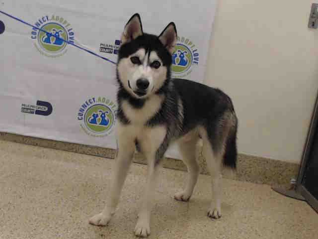 ZEUS - Siberian Husky available for adoption