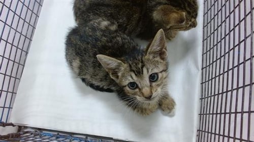 NELSON - Domestic Short Hair available for adoption